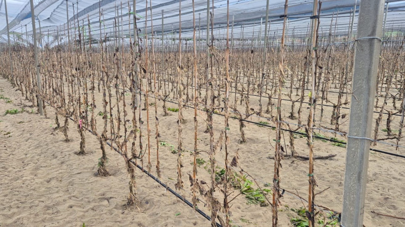 Tasman flooding (jpg)