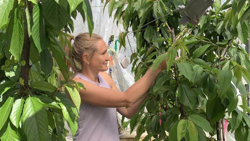 cherry fruitgrowers charitable trust scholarship (website)